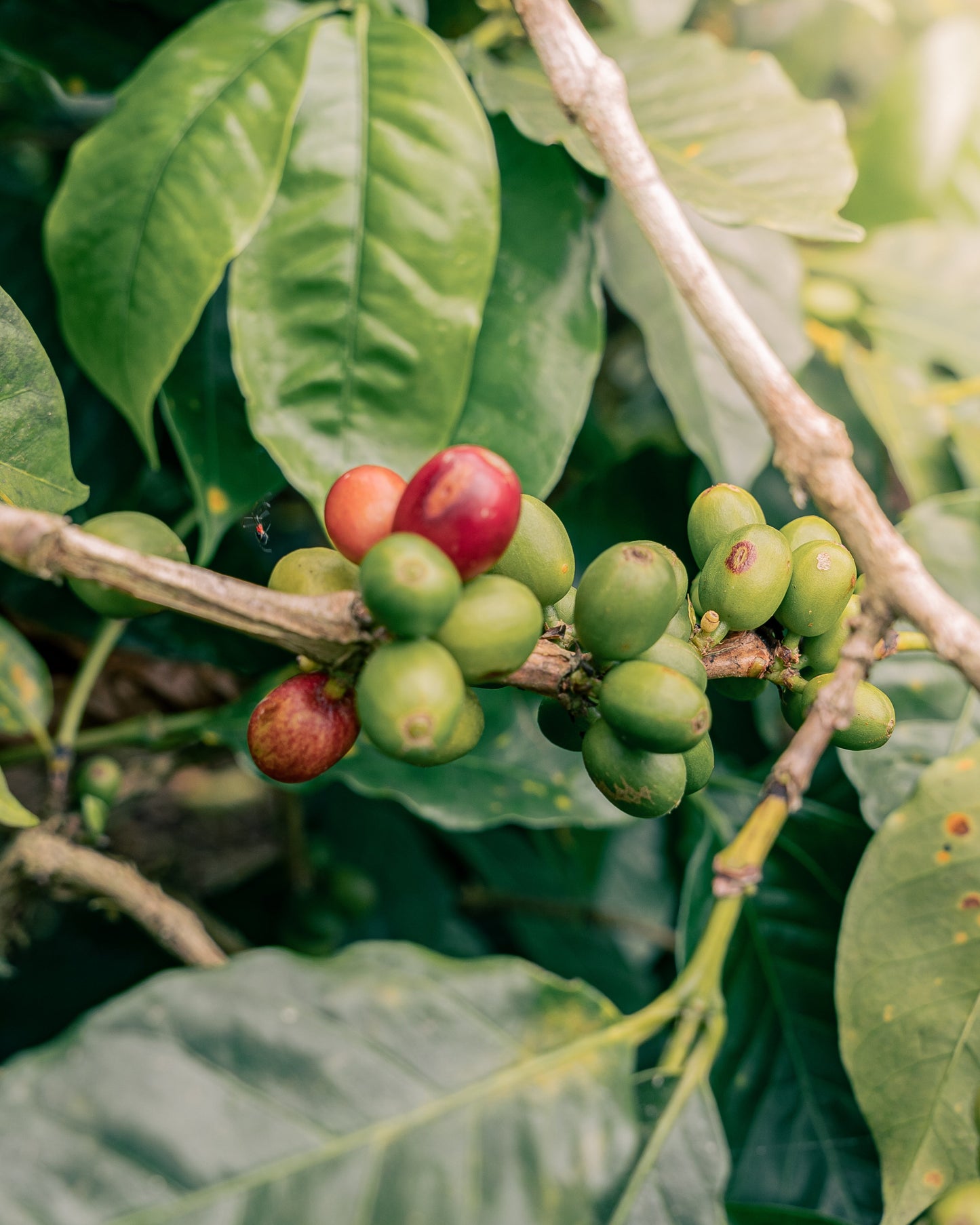 Café Colombiano Premium Caturra - Grano 340g